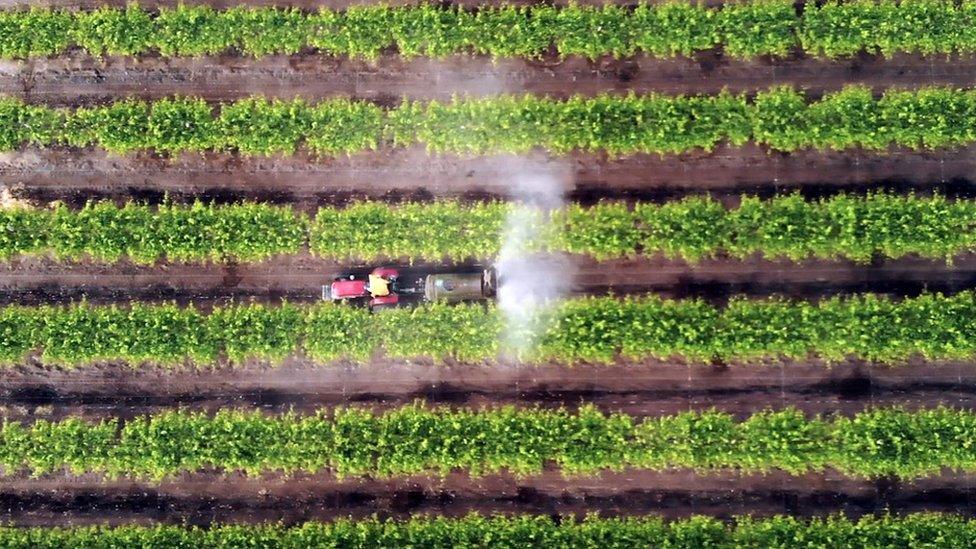 Vines growing table grapes being sprayed with pesticides in northern Brazil