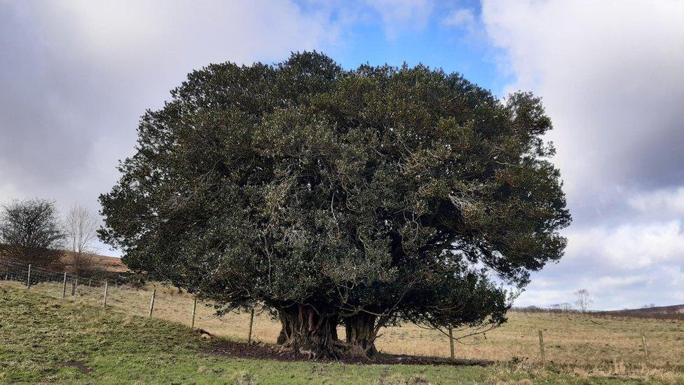 Holly on the Hill in North Yorkshire