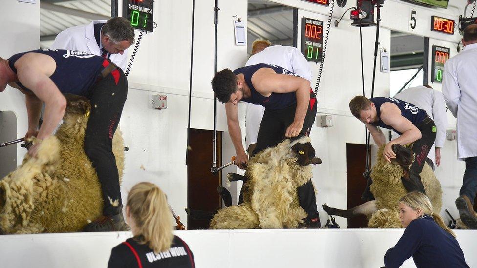 Sheep shearing