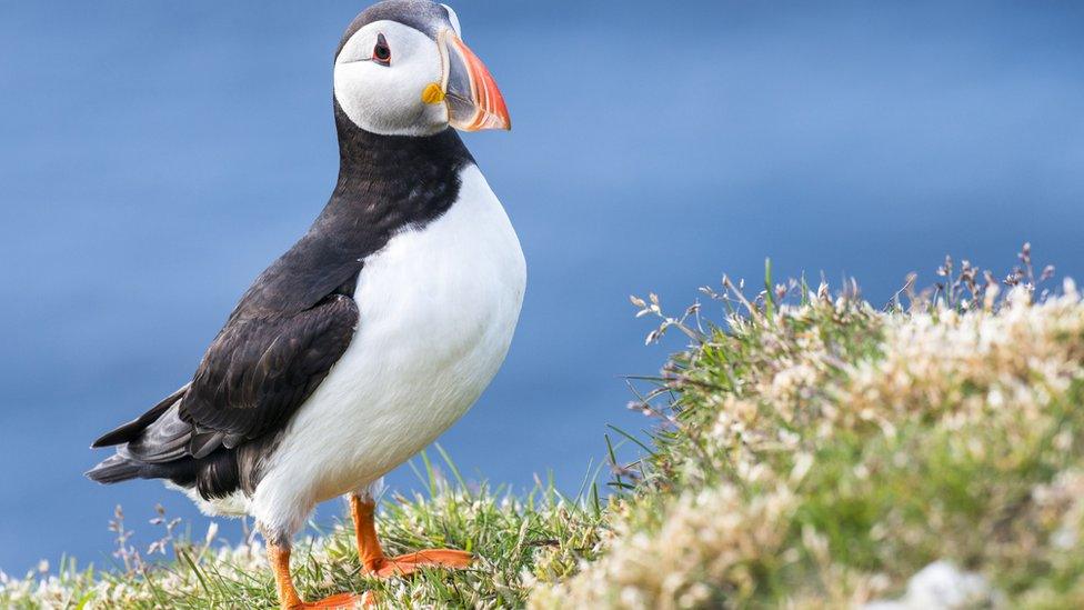 puffin