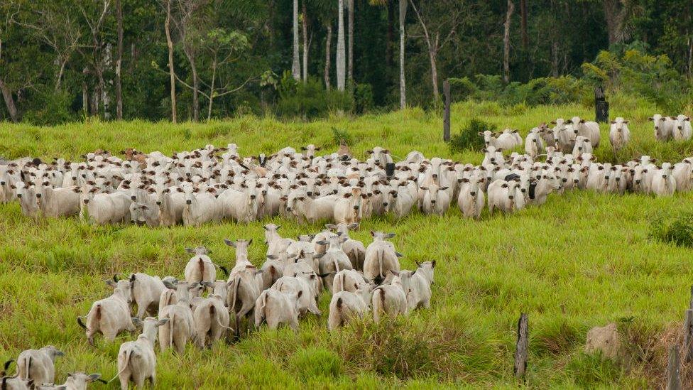 Cattle in Brazilian rainforest