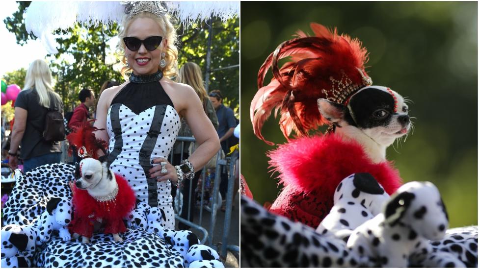 A woman wears a black and white dress with her dog balanced on the front, the dog is wearing a feathered crown and fake jewels.