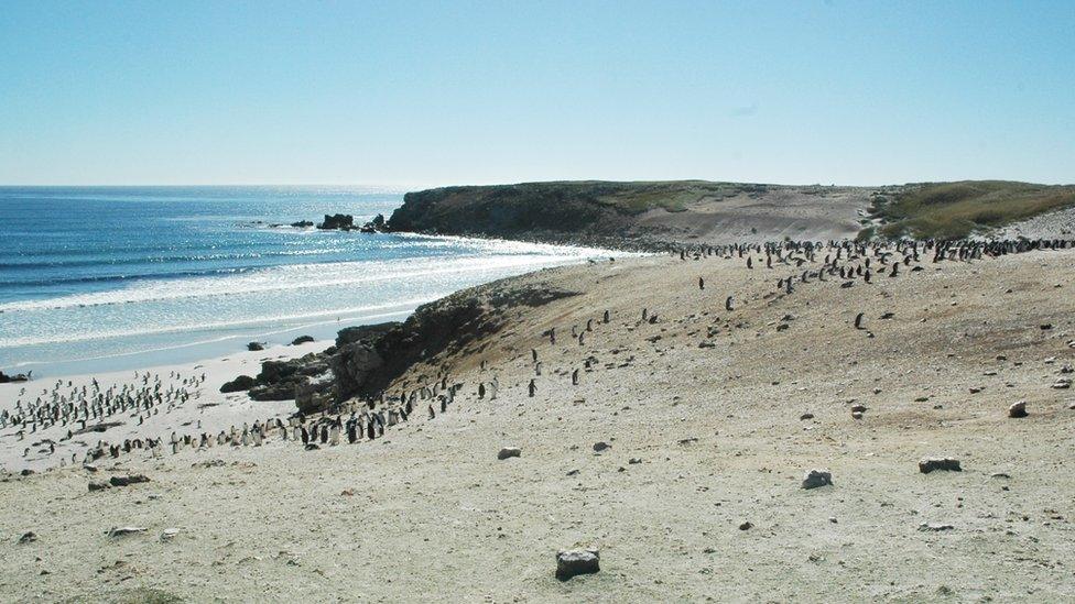 Penguins on the island