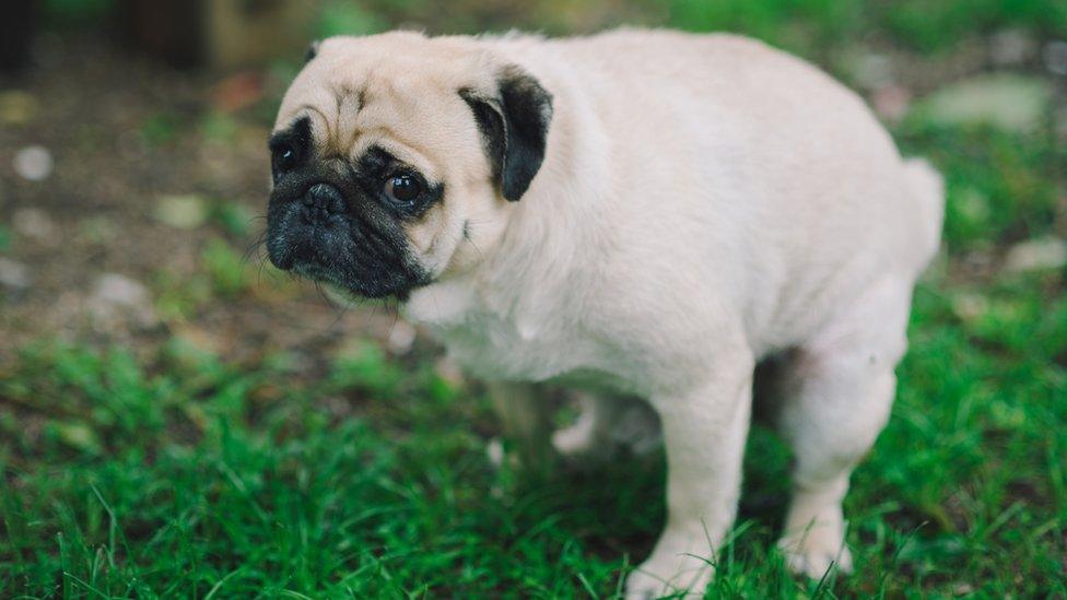 Dog in park