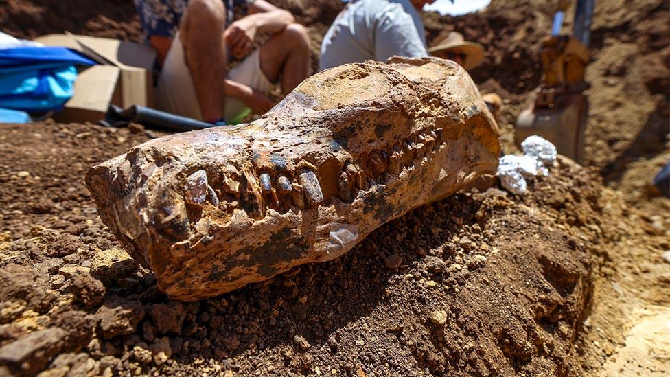 A skull fossil remains of a elasmosaur