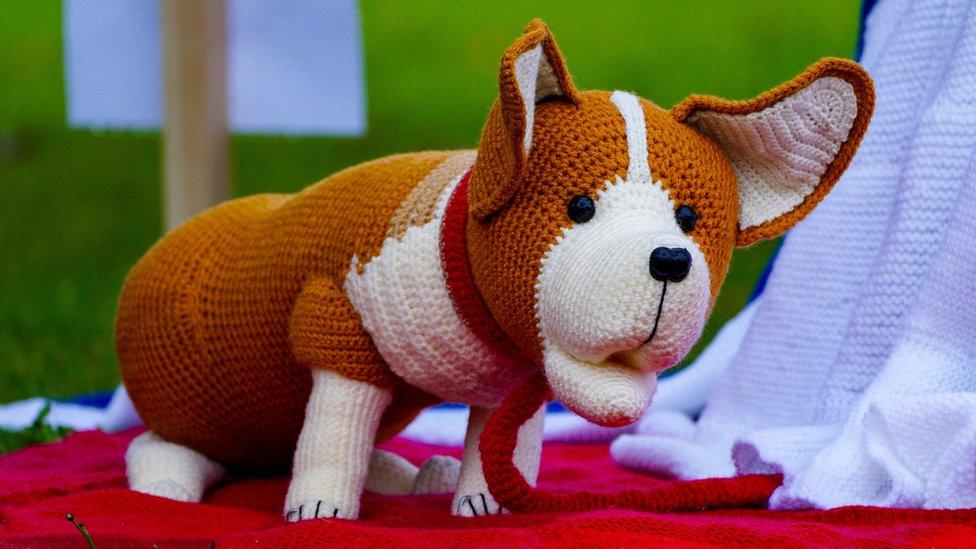 A life size knitted corgi in the village of Holmes Chapel