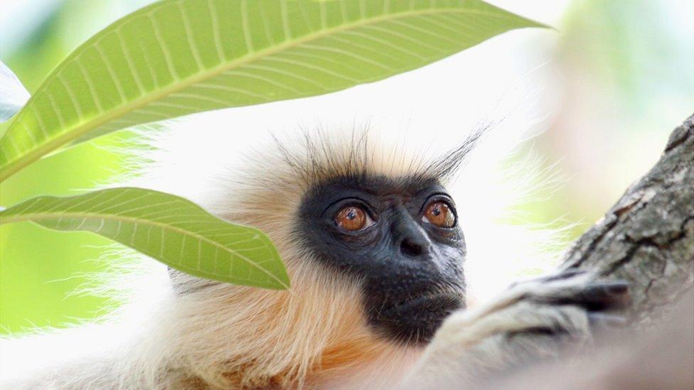 A Gee's golden langur sits on a branch and looks into the distance