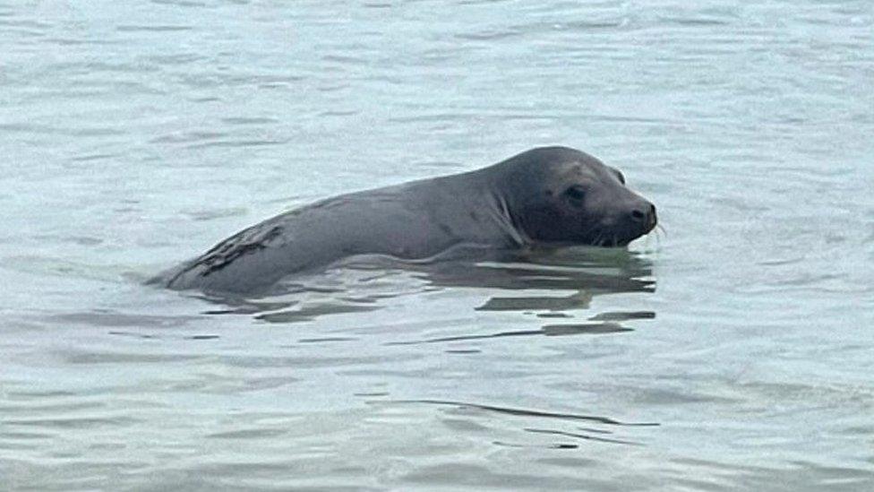 Released seal pup