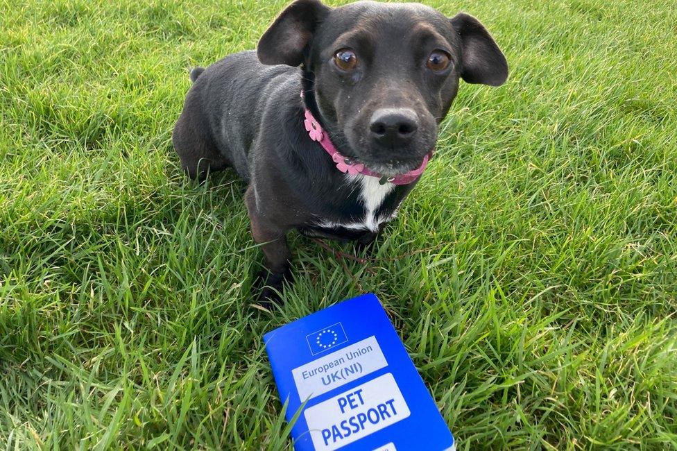 dog with passport