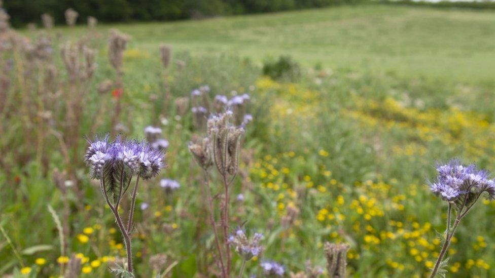 Field margin flowers