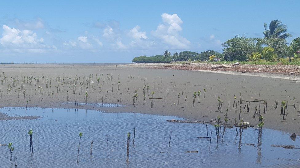 mangrove_seeds-planted-at-low-tide.