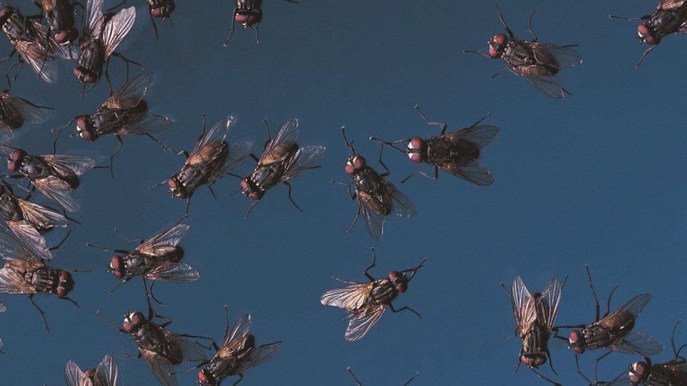 Swarm of flies