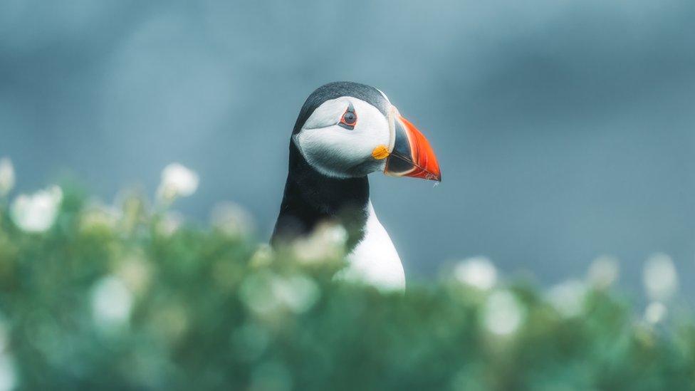 Atlantic puffin