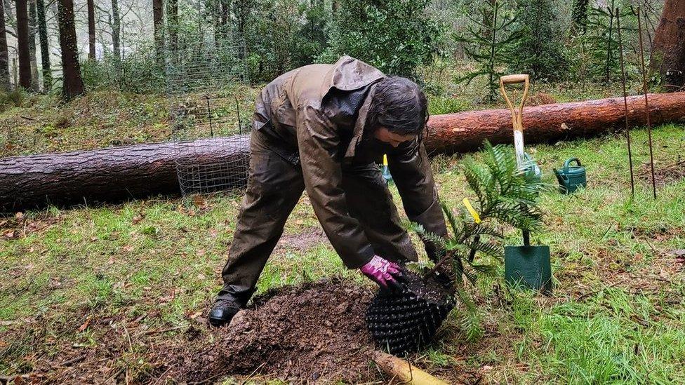 Tom King planting the sixth Wollemia pine sapling