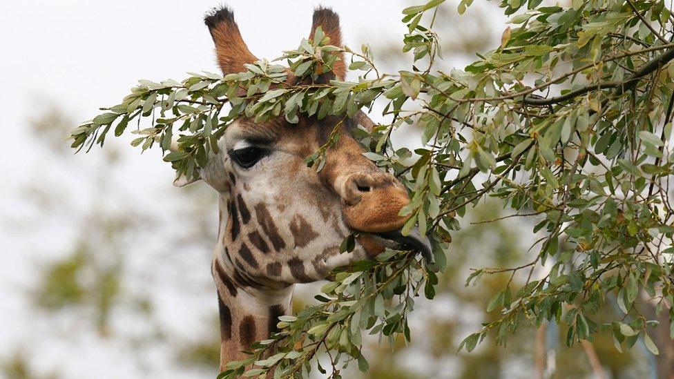 Siva the giraffe eating leaves