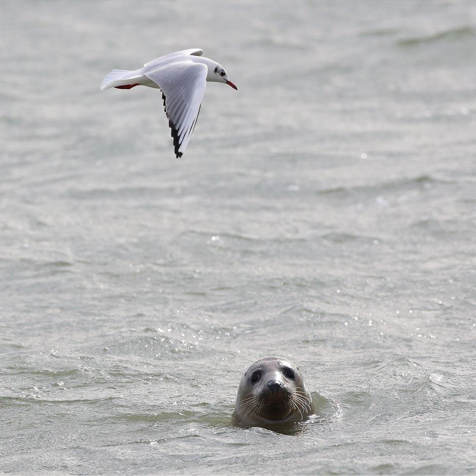 Seal looking at the camera with a bird flying over