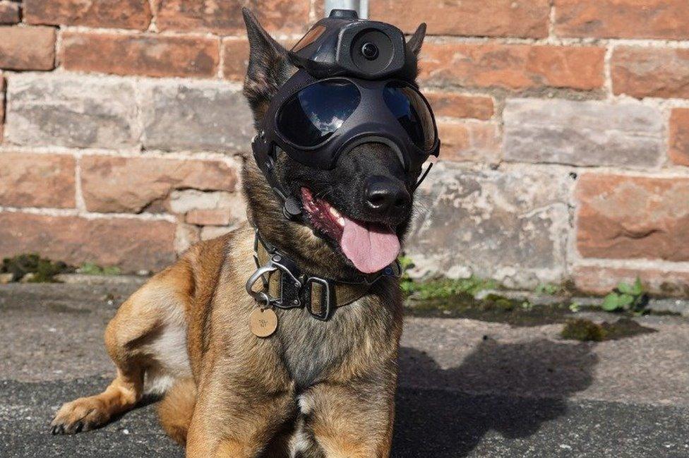 Dog lies down looking relaxed with helmet on