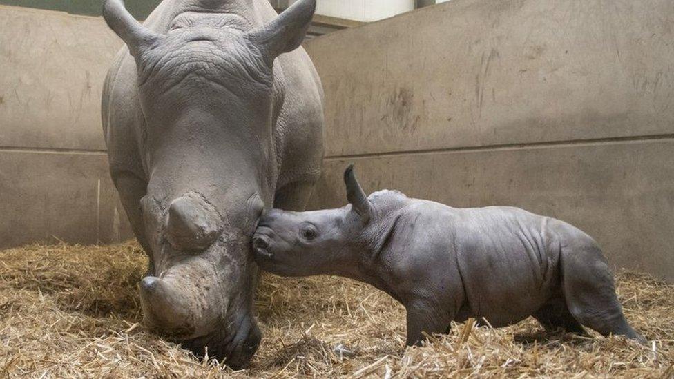 baby white rhino and mum