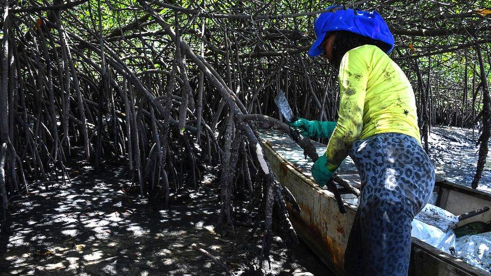 Mangroves in Cabo de Santo Agostinho, Pernambuco state, in Brazil, on October 31, 2019