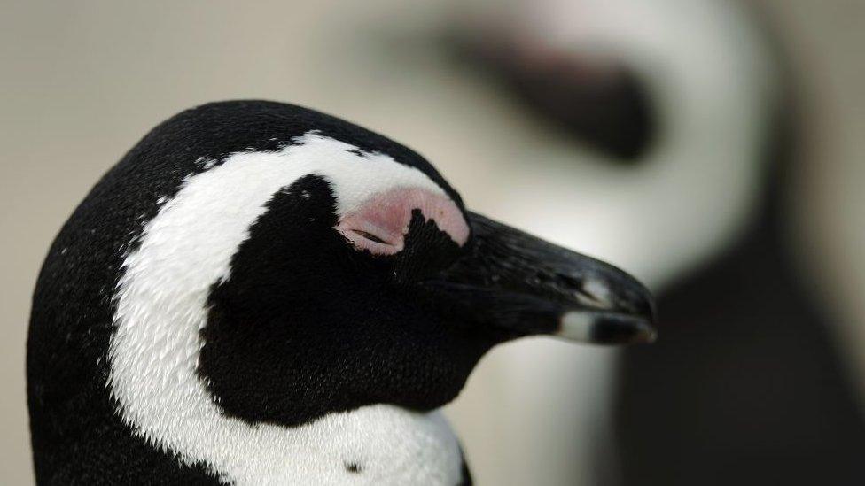 An African penguin on a beach.