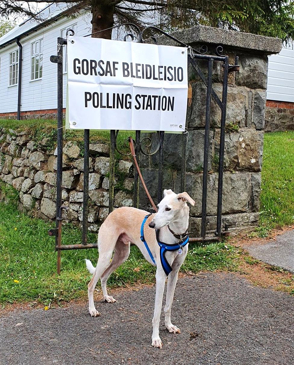 A dog stands outside a polling station at Llangynog Village Hall, west of Carmarthen