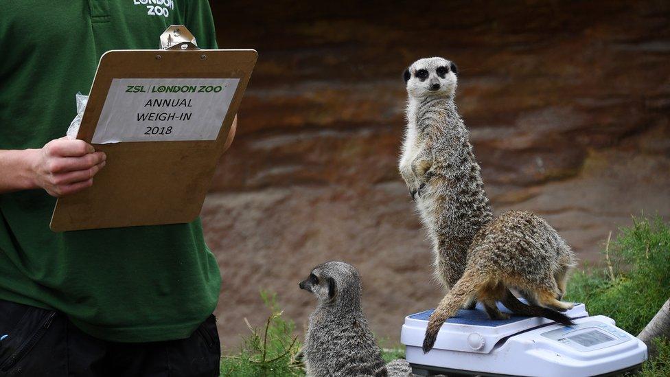 Meerkats