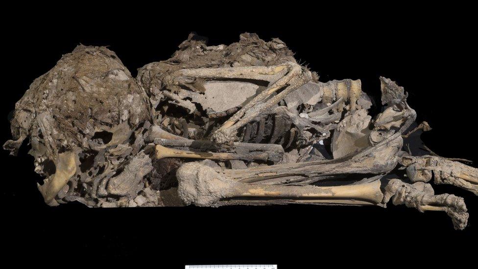 Mummified child's skeleton found in the Cave of Horror