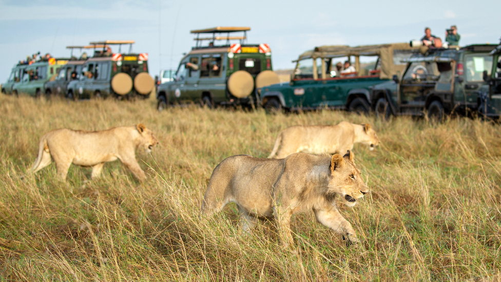 Safari vehicles with tourists taking photos of lions in the Maasai Mara game reserve