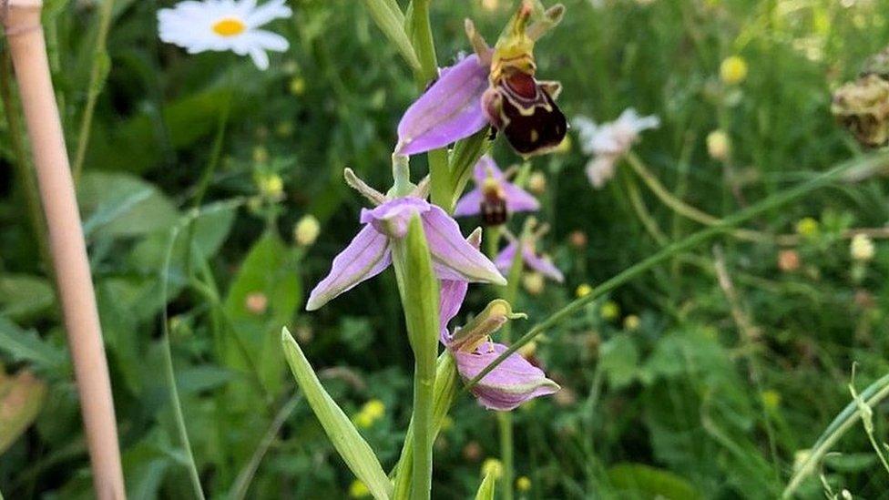 Young orchid