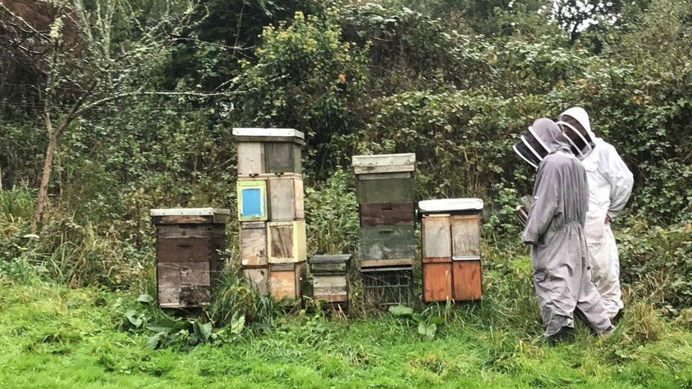 The brothers have hives across the Wye Valley