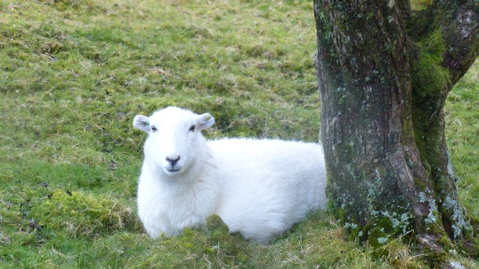 Sheep sheltering from the rain near Lake Vyrnwy, Gwynedd