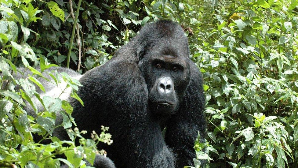 Undated handout photo issued by the International Union for Conservation of Nature of an eastern gorilla, which is sliding towards extinction