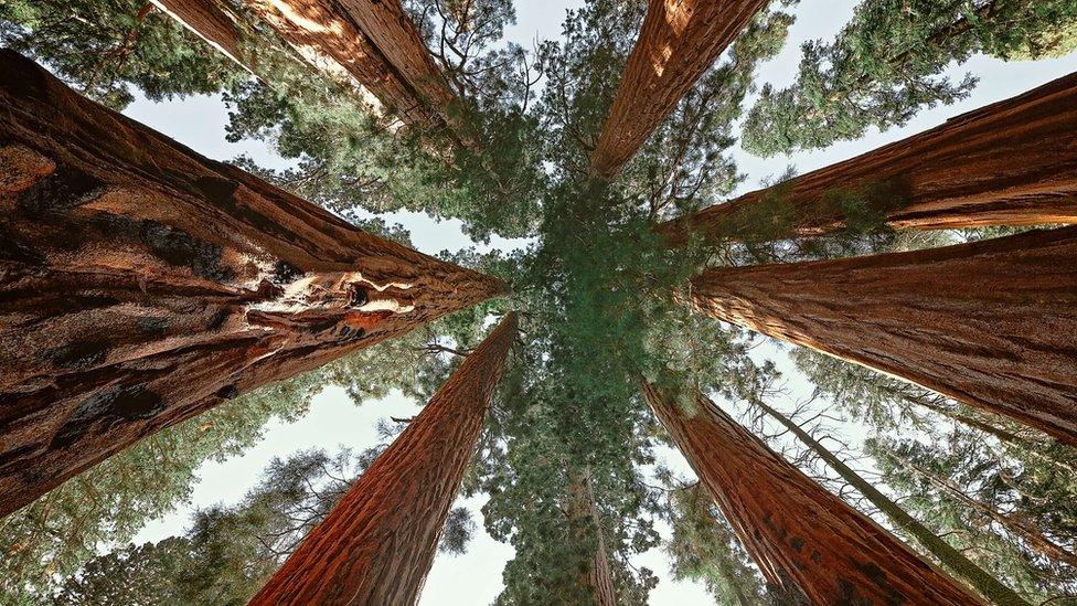 Giant sequoias