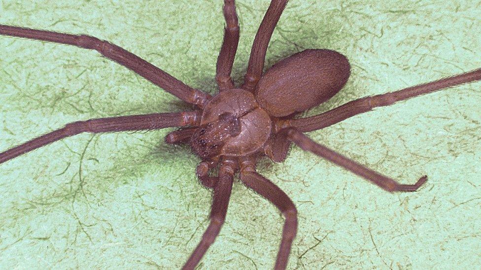 A brown recluse spider or Loxosceles reclusa