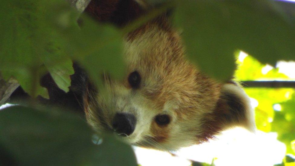 Red panda at the Welsh Mountain Zoo, Colwyn Bay