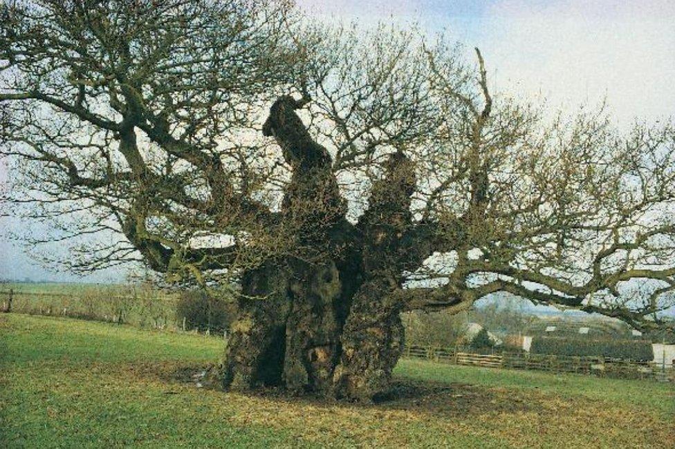 Bowthorpe Oak in Winter