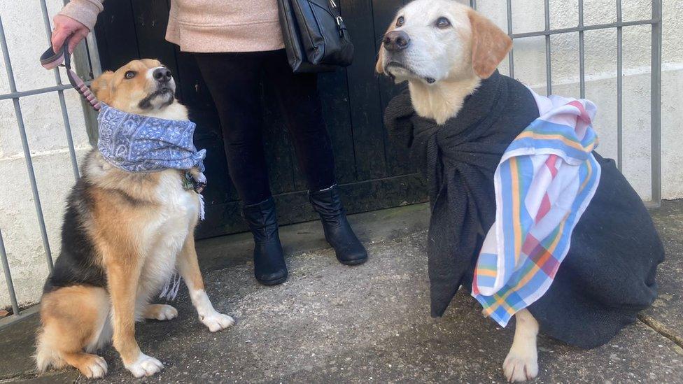 Mary and Joseph were played by dogs Finley and Fearne