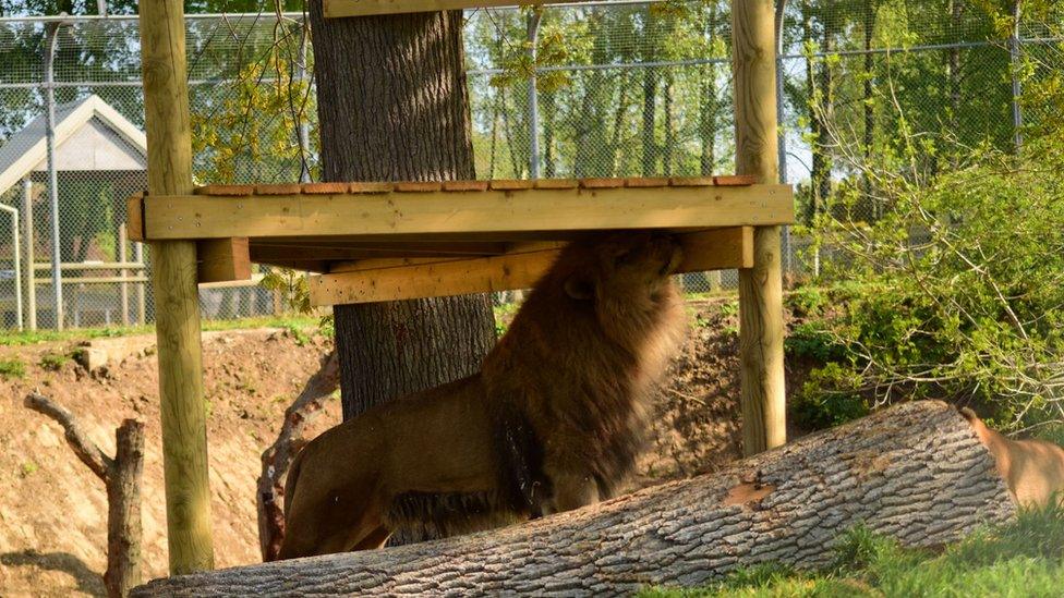 A lion in a new raised platform that were made by Africa Alive keepers as part of enclosure improvements