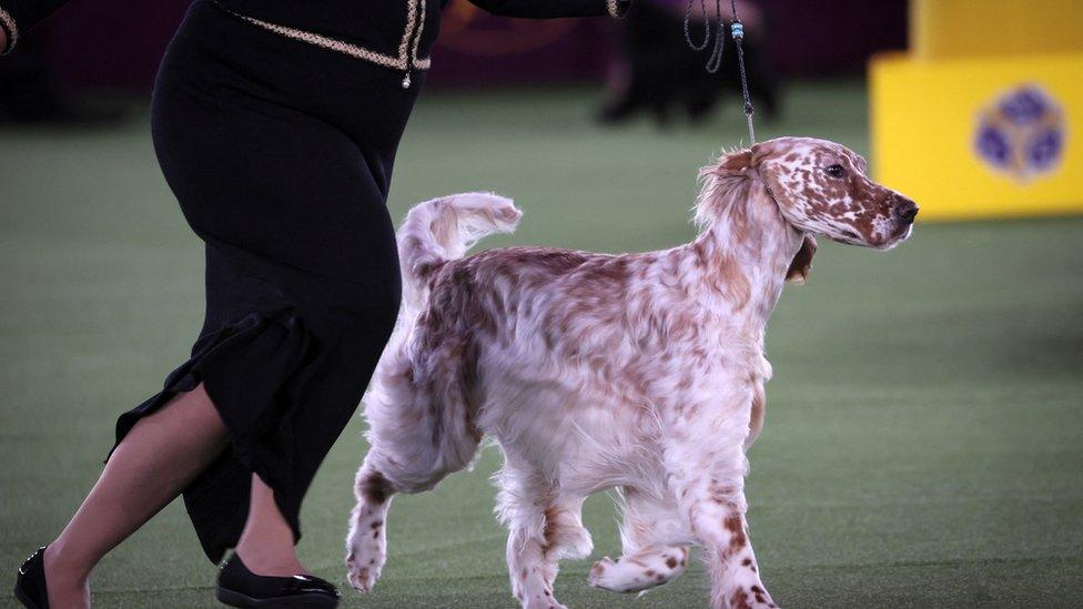 English Setter.