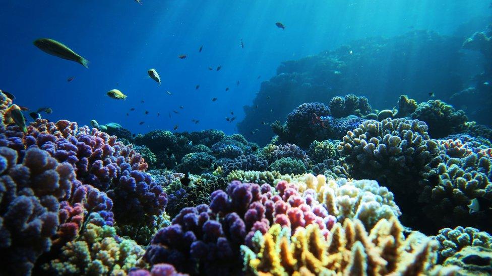 View over a coral reef with multicoloured corals visible and fish swimming above