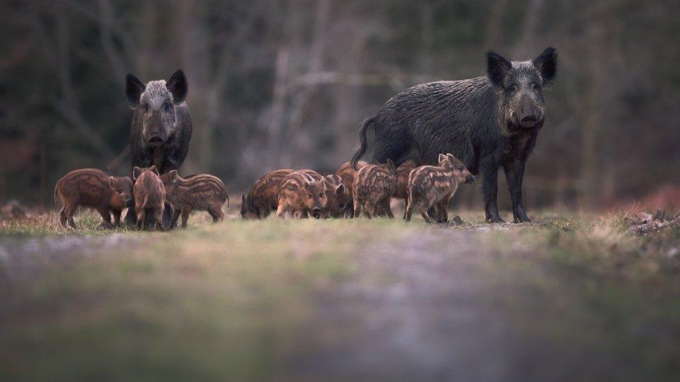 Two adult wild boar with a group of piglets