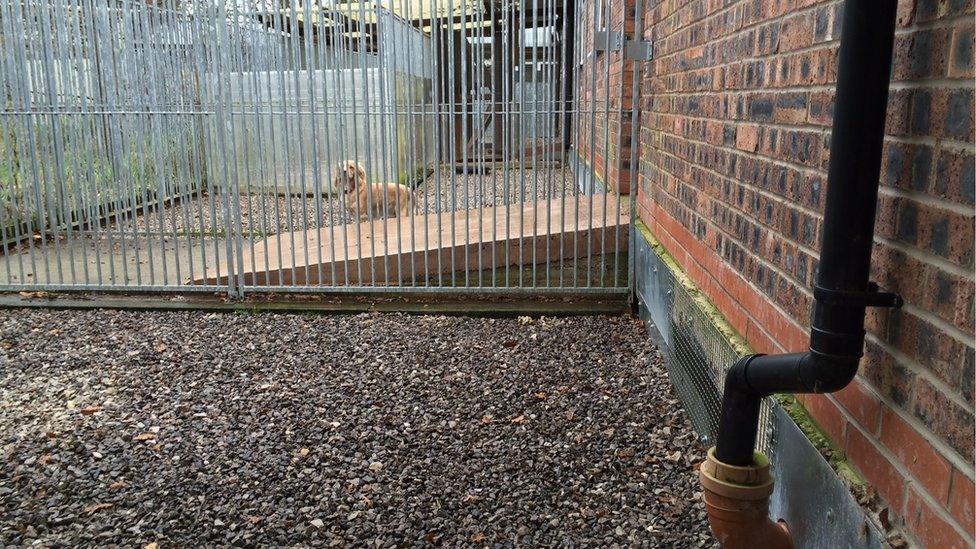 Newgate Kennels & Cattery