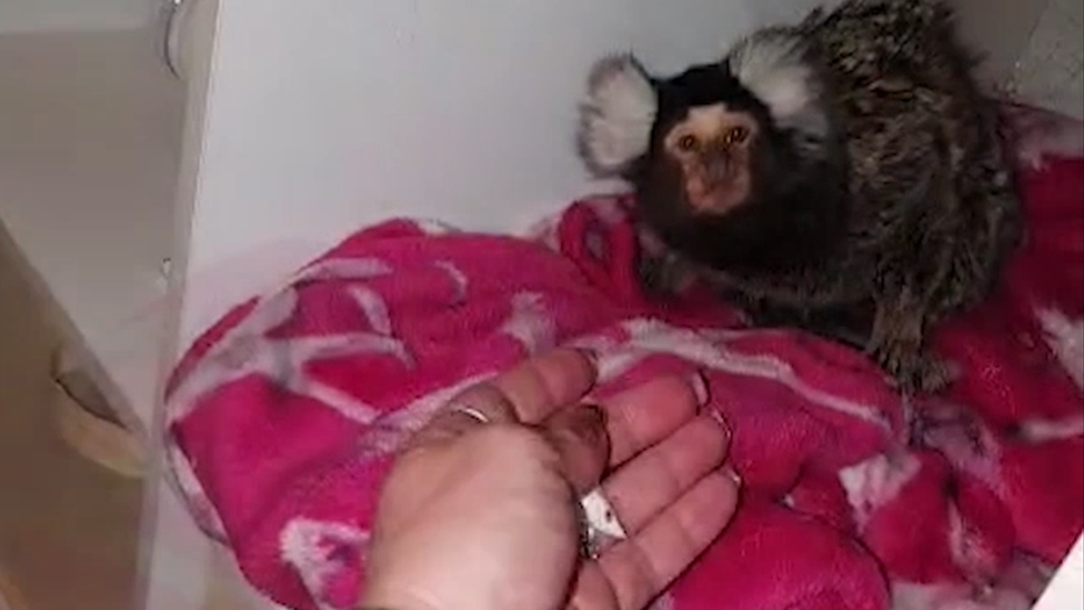 Marmoset cocaine