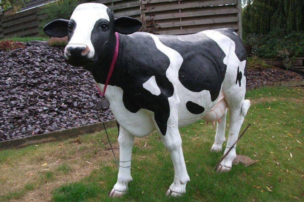 Blossom the cow