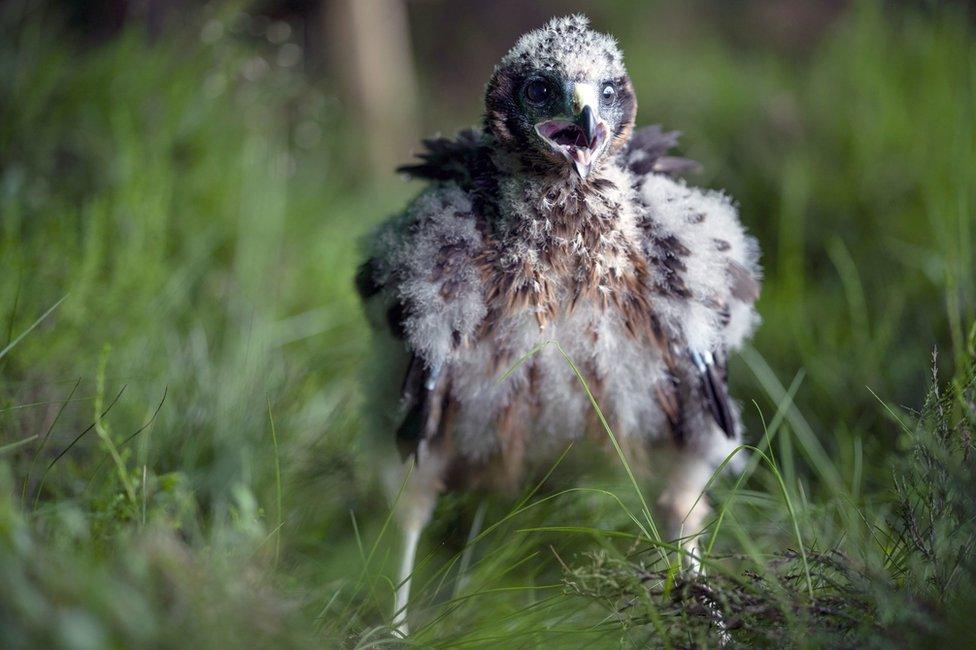 Hen harrier