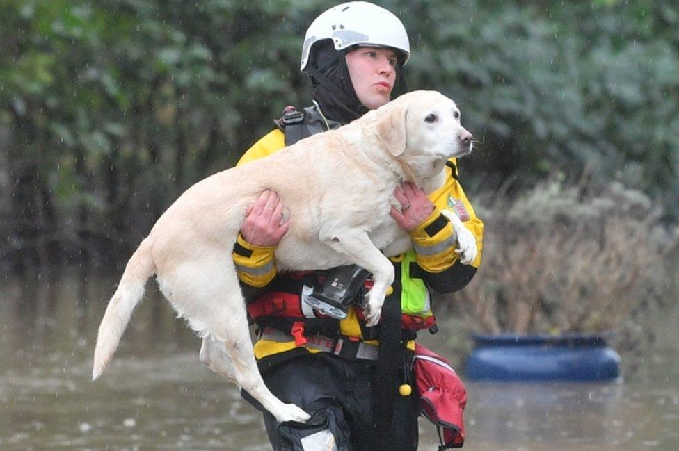 A firefighter carries a dog to safety as part of ongoing rescue operations due to flooding in Nantgarw