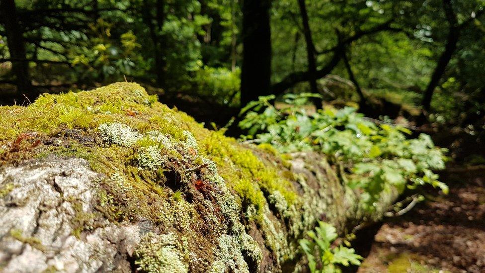 Tree in forest