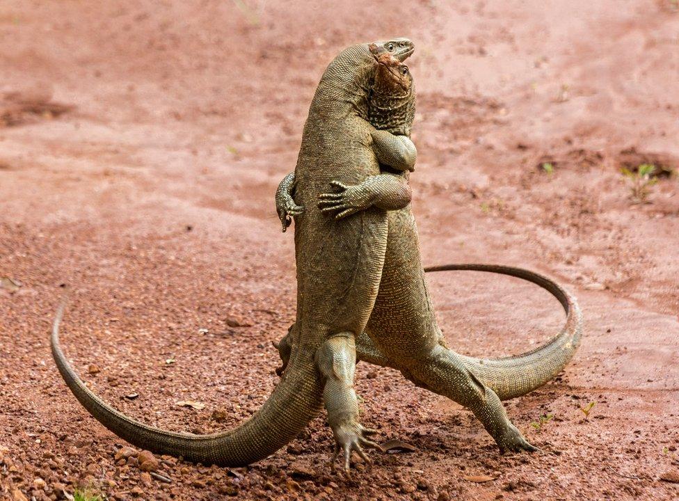 Two embraced lizards