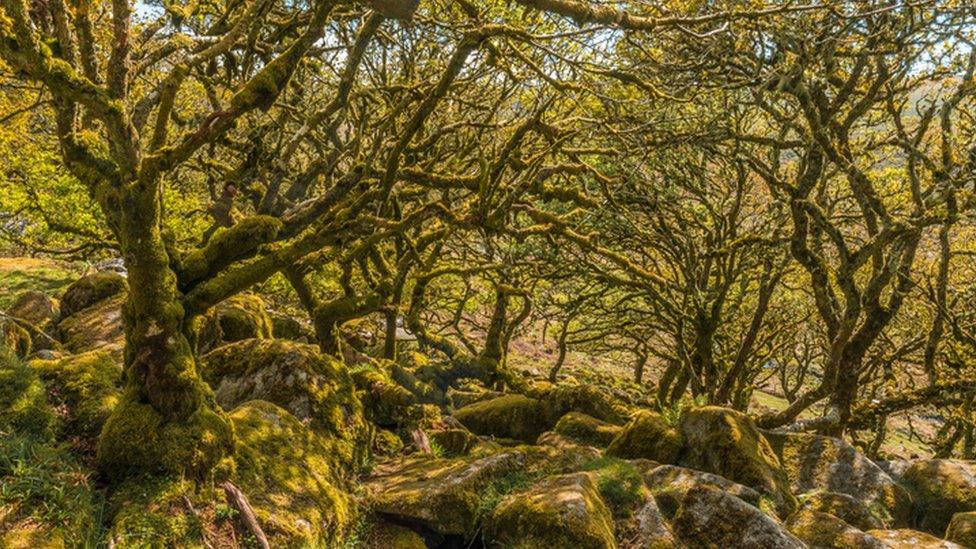 Mossy forest