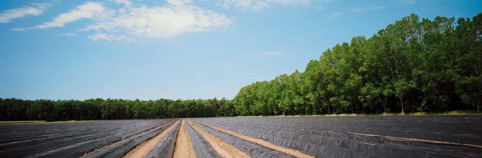 Asparagus Field, 2014